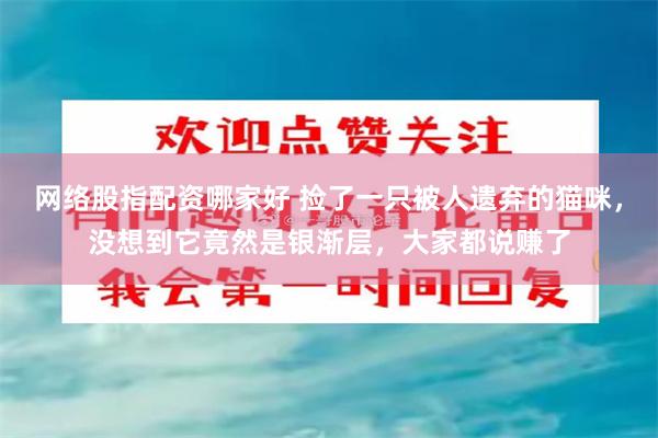 网络股指配资哪家好 捡了一只被人遗弃的猫咪，没想到它竟然是银渐层，大家都说赚了